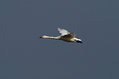 David Plant Photography - Wildlife Photographer - Bewick's swan flying - E